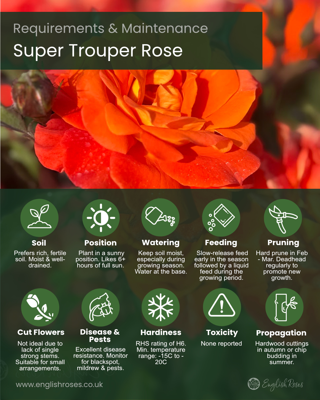ERVL_Super Trouper Rose Requirements & Maintenance