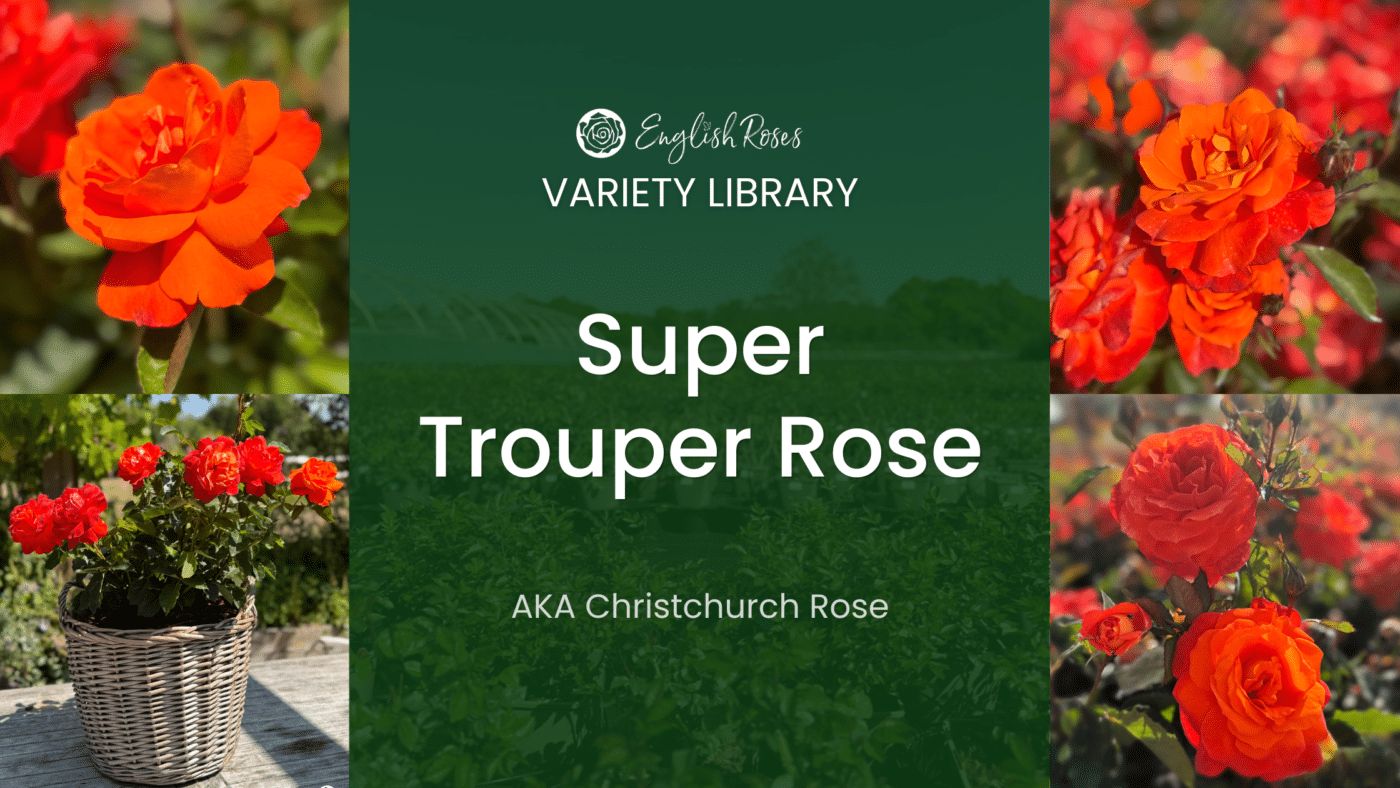 ERVL_Super Trouper Rose Thumbnail