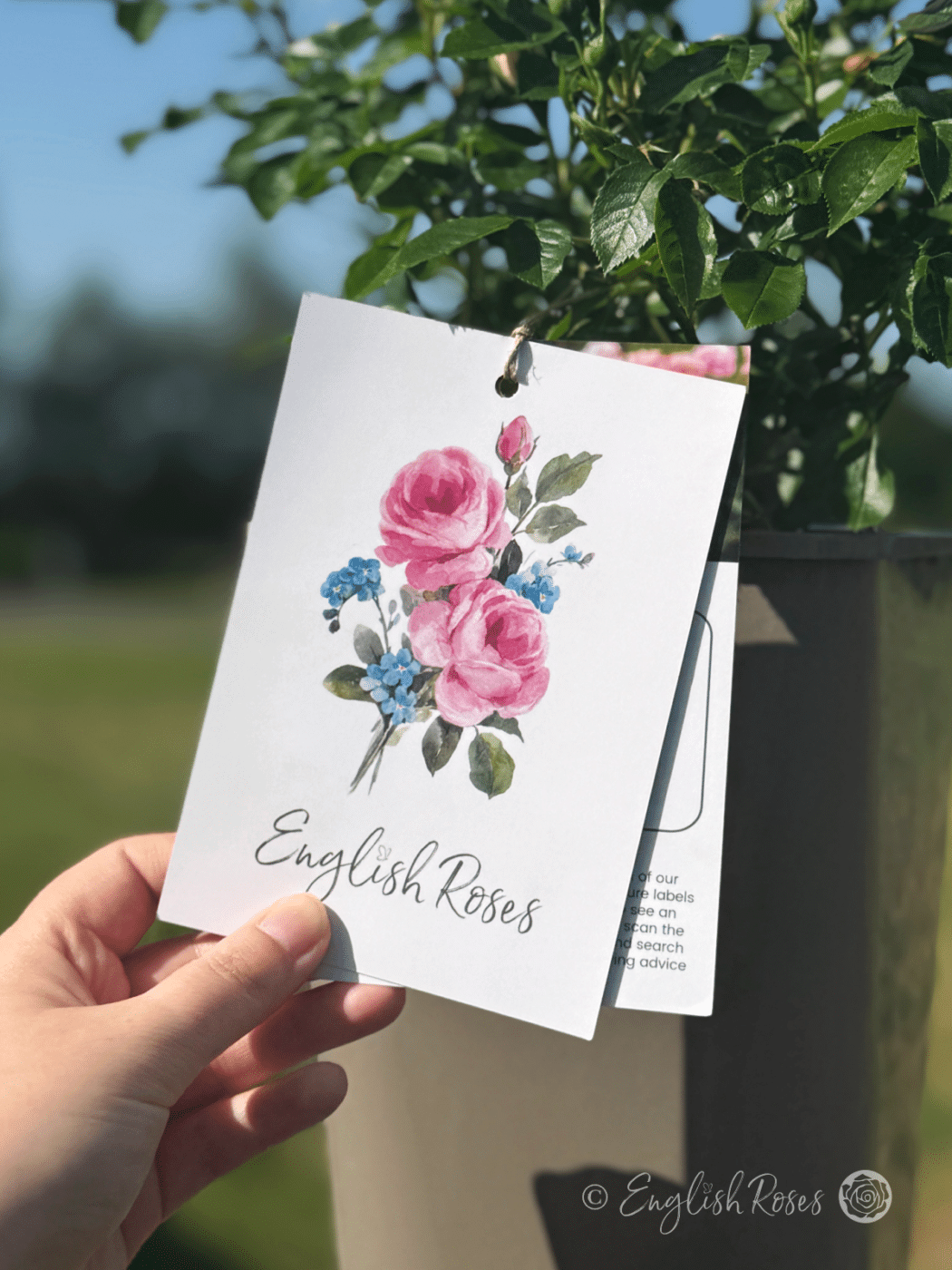 Watercolour Variety Free Gift Message Card