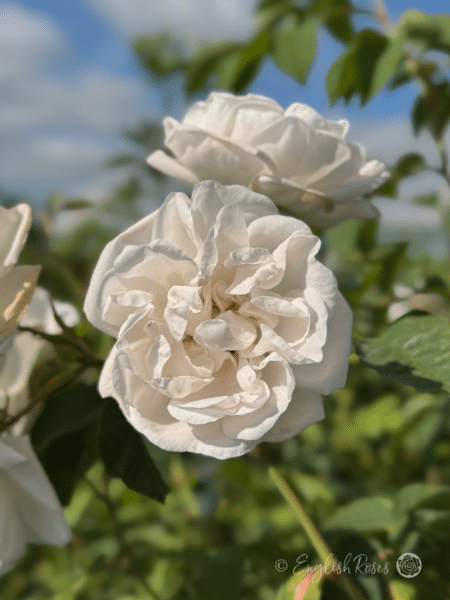 Alba Maxima Rose English Roses Alba Rose - White Alba rose with green foliage