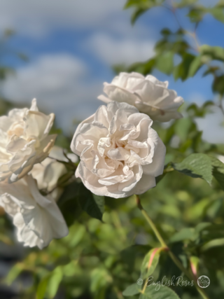 Alba Maxima Rose