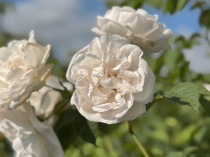 A Rose Gift For 35 Year Anniversary Image