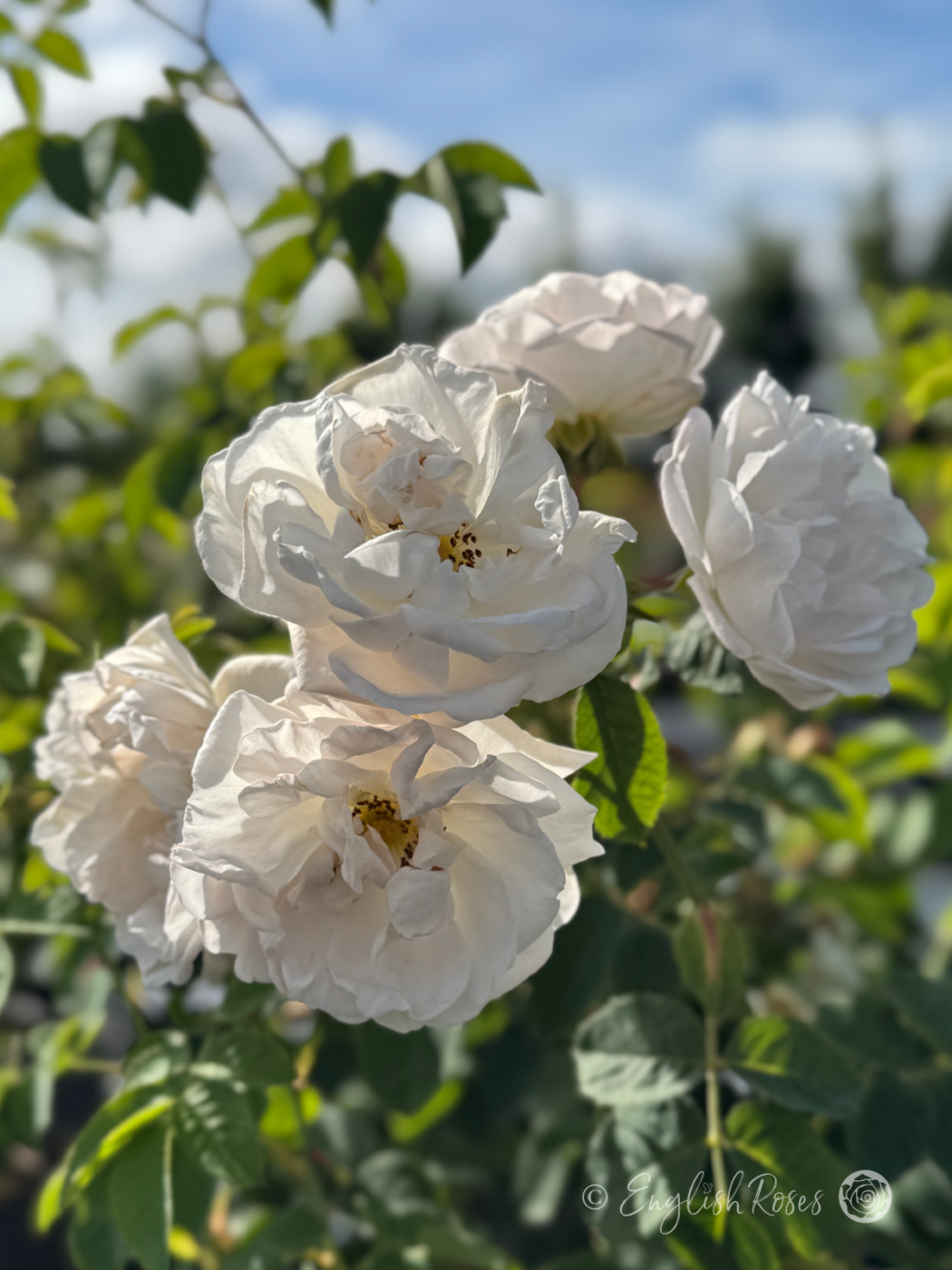 Alba Maxima Rose Multiple Scented Blooms - A cluster of open white flowers with yellow stamens.