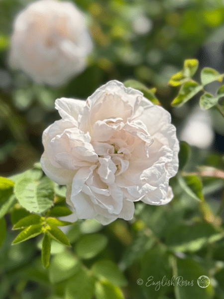 Alba Maxima Rose Scented Cream White Rose - English Roses white open bloom