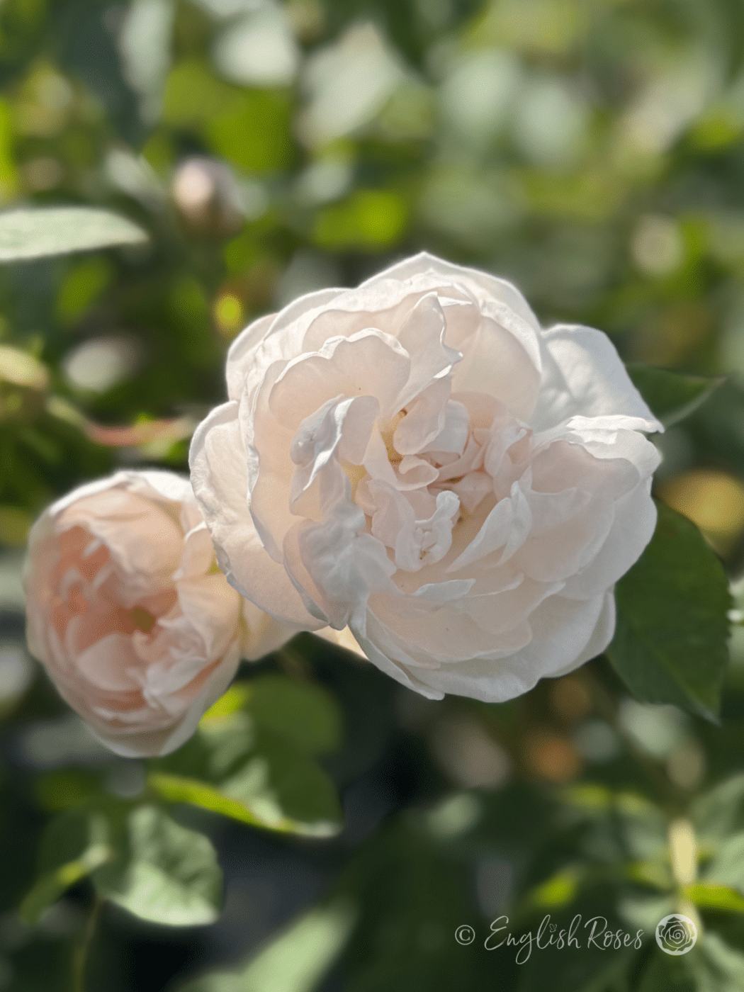 Alba Maxima Rose and bud Creamy White - A creamy white flower with a smaller opening rose bud with green leaves.
