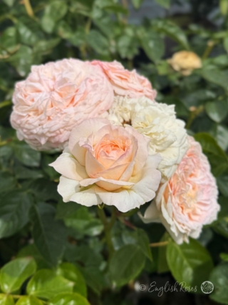 A - Z Roses - Full Catalogue - Potted Roses - English Roses