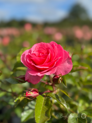 A - Z Roses - Full Catalogue - Potted Roses - English Roses