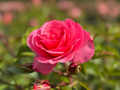 Anne's Rose Anne's Rose Image