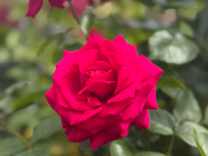 A Rose For Belle - English Roses Gift Image