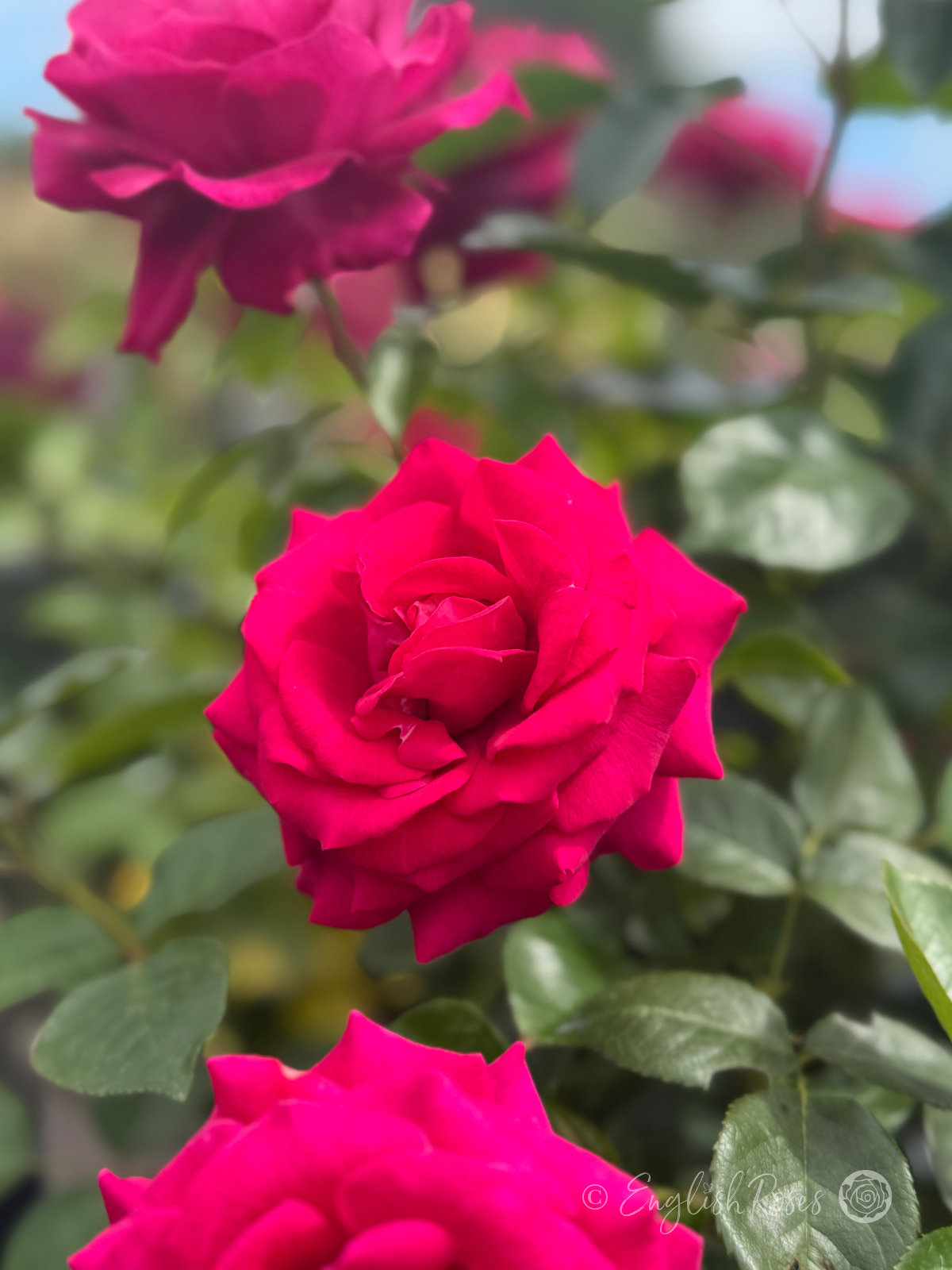 Belle Rives Rose Multiple Hybrid Tea Blooms - Large Pink Cerise Blooms