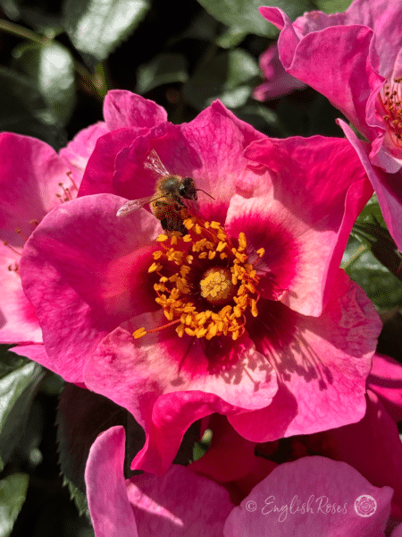 Bright as a Button - Bee on an open pink rose with bee-friendly golden stamens