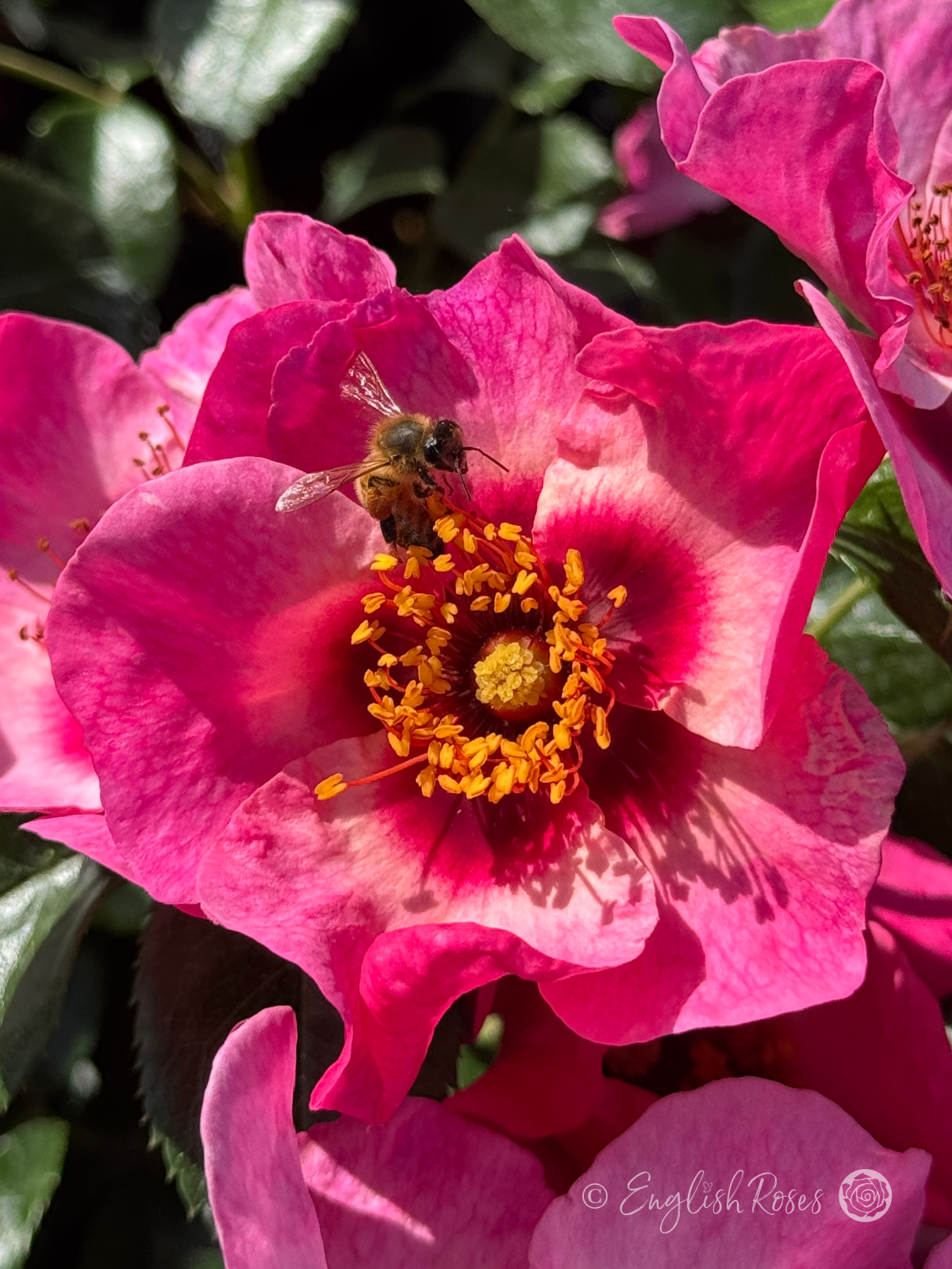 Bright as a Button - Bee on an open pink rose with bee-friendly golden stamens