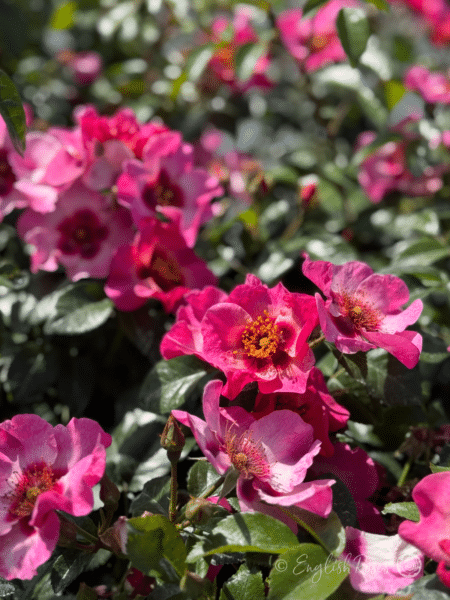 Bright as a Button - Multiple bright pink blooms with yellow stamens.