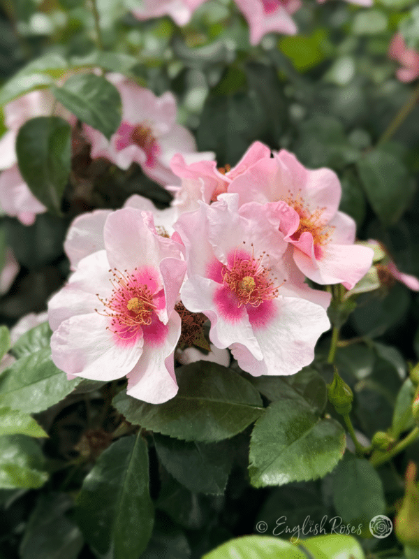Bright as a Button Rose Cluster of blooms - Light pink with a dark pink eye and gold stamens