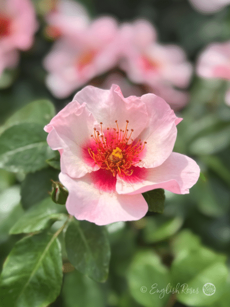 Bright as a Button Rose Light Pink Petals - Bee-friendly Floribunda
