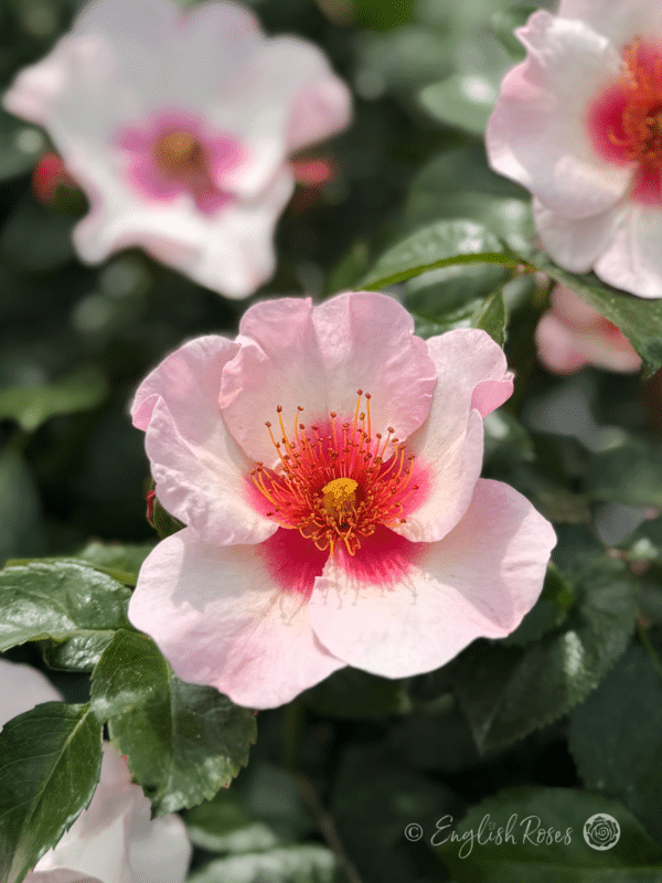 Bright as a Button Rose Multiple Blooms - Pink White blend petals