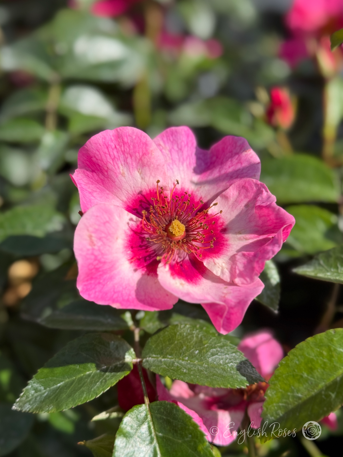 Bright as a Button Rose - Pink Open Flower with a deep pink eye and yellow stamens
