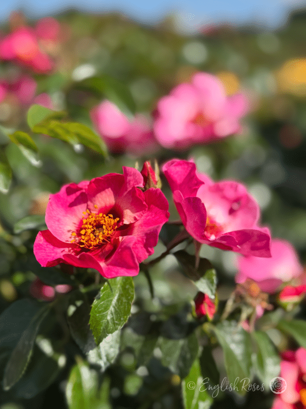 Bright as a Button - Two bright pink blooms with buds and green foliage in a sunny garden