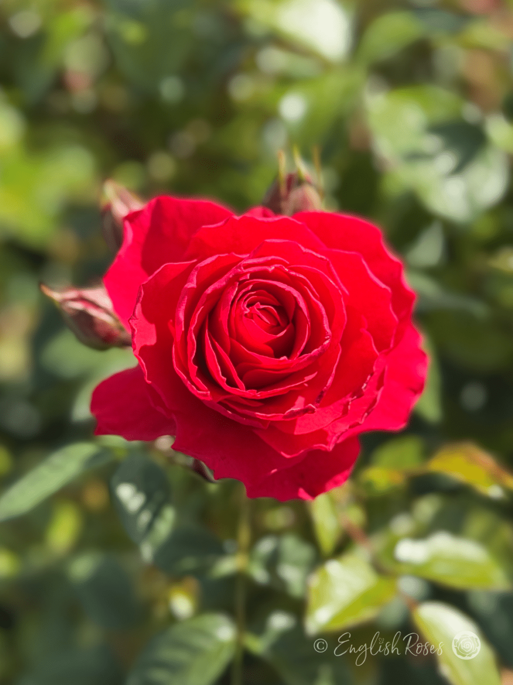 Freindship Roses Gift of Friendship Rose - Cheerful Red Roses - English Roses