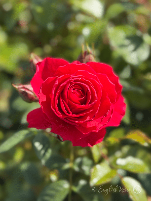 Cherry Girl Rose Cherry Red Floribunda - English Roses red rose with buds