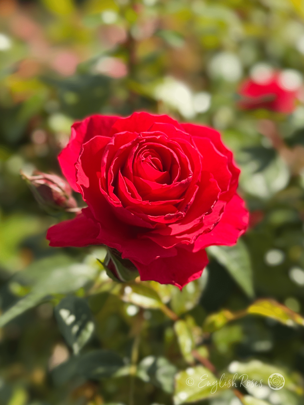 Gift of Friendship Rose - Cheerful Red Roses - English Roses