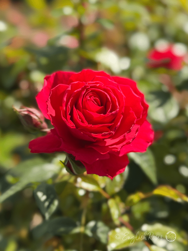 Cherry Girl Rose Red Pink Floribunda - Bright red petals with green foliage