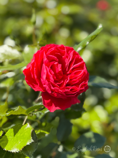 Cherry Girl Rose Red Rose Main Image - Full red scented bloom