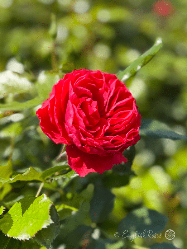 Cherry Girl Rose Red Rose Main Image - Full red scented bloom