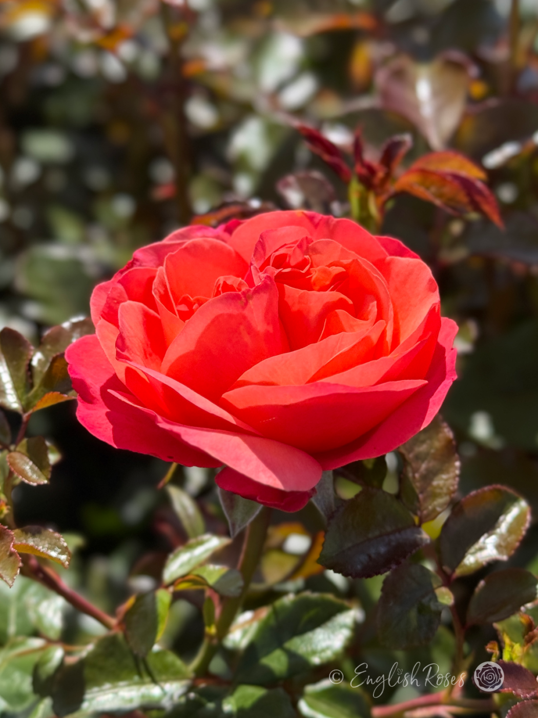 Coral Gardens Rose - Rose of The Year 2026 - English Roses