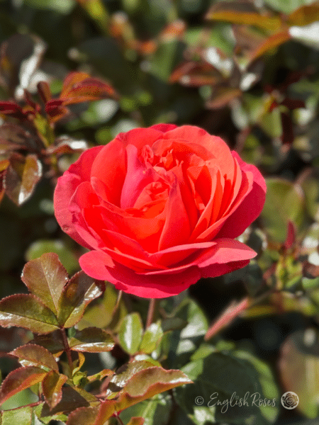 Coral Gardens Rose Pink Apricot Blooms Main Image - Floribunda Rose of the Year 2026