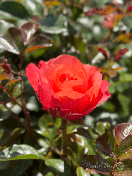 Coral Gardens Rose Rose of the Year 2026 Award Winner - Open petals with dark green and red foliage