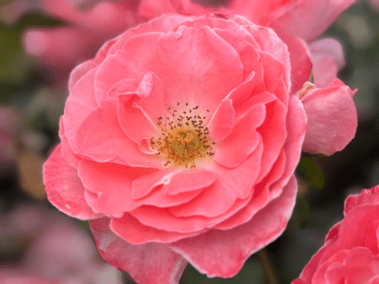 Dearest Rose - Gifts For Friends Birthday Image