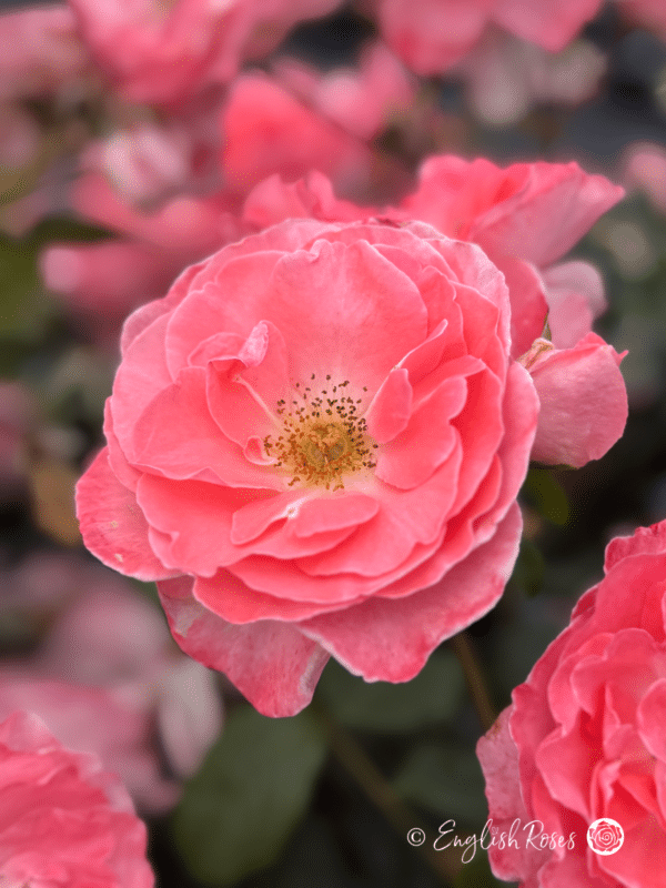 Dearest Rose Close Up Main Image - Open pink bloom with yellow stamens