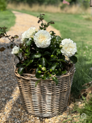 Happy Birthday Grandad Gift - English Roses Planted Basket