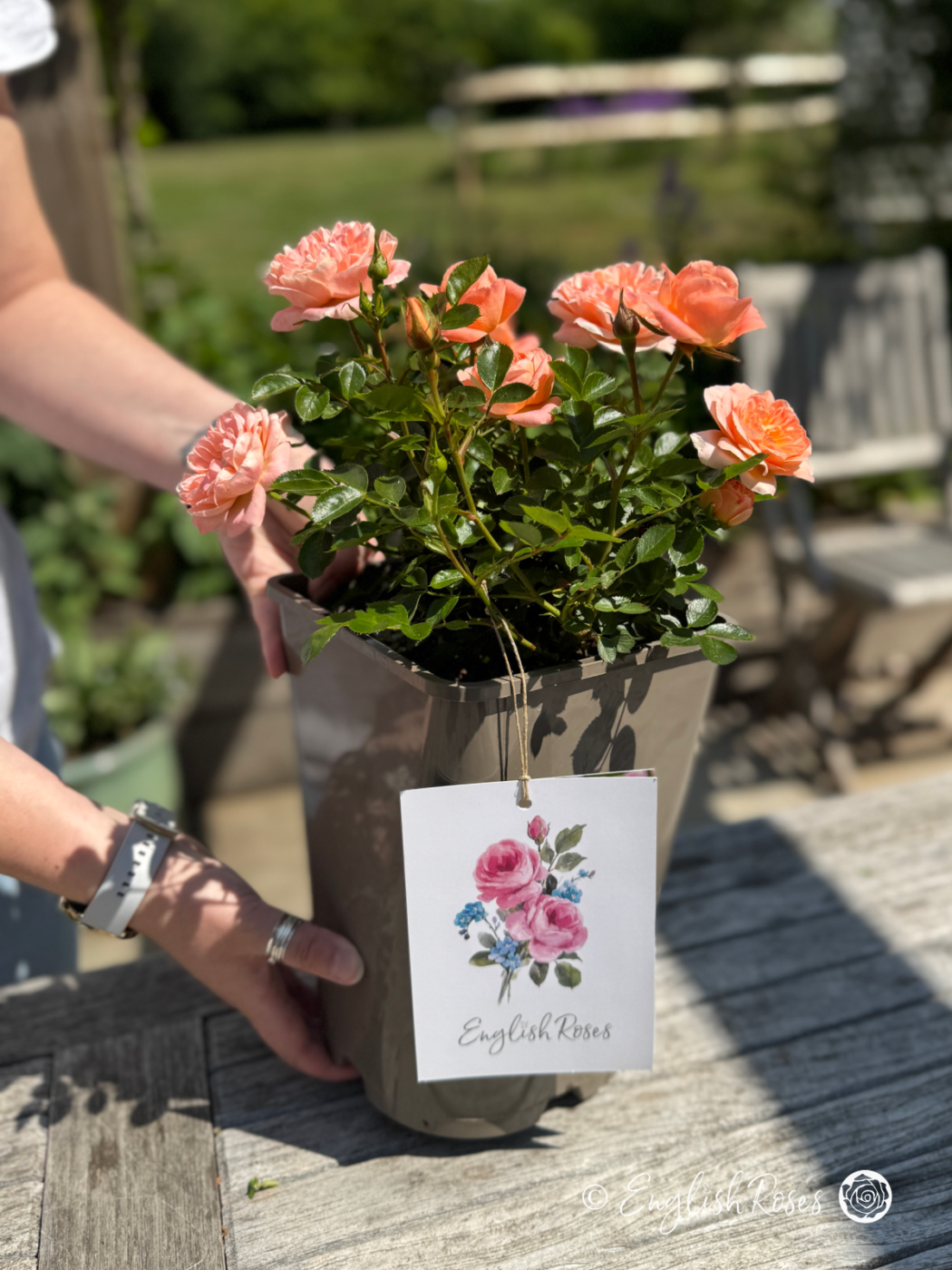 English Roses Potted Rose in 5.5L Recyclable Container - Hands holding a potted rose on a garden table