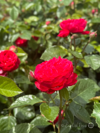 Piano Rose