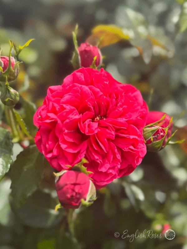 Hope and Glory Rose Scented - Close up with buds
