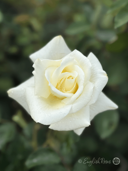 Ice Cream Rose Hybrid Tea Rose - Single large White Cream Bloom