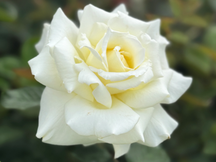 Memory Rose Memory Rose Image