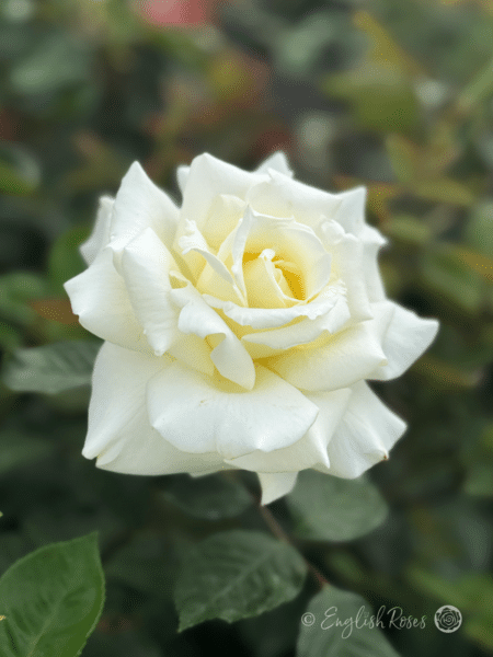 Ice Cream Rose White Bloom Main Image - Creamy White bloom with dark green foliage