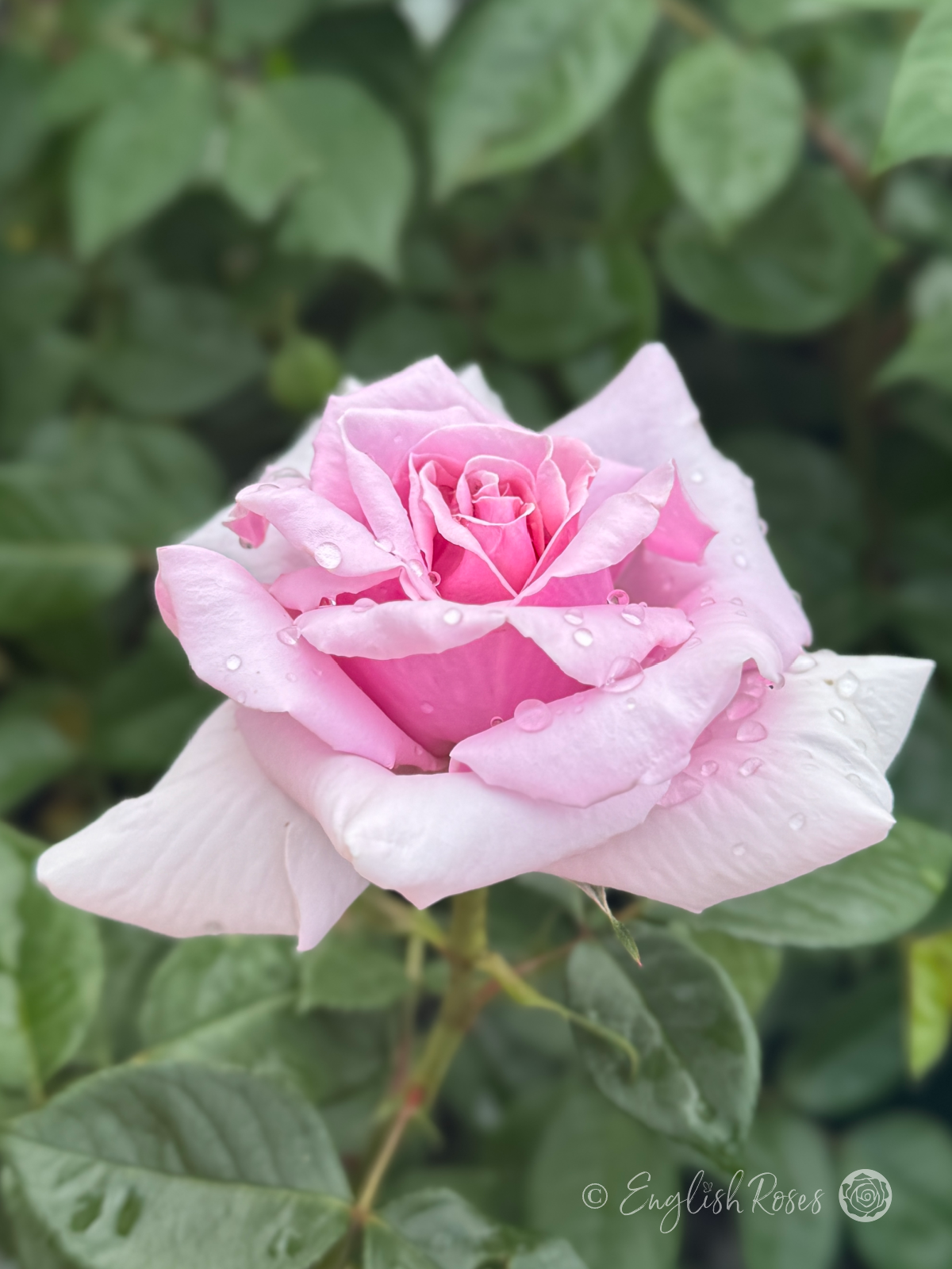 My Lovely Dad Rose HND Morning Dew on Petals