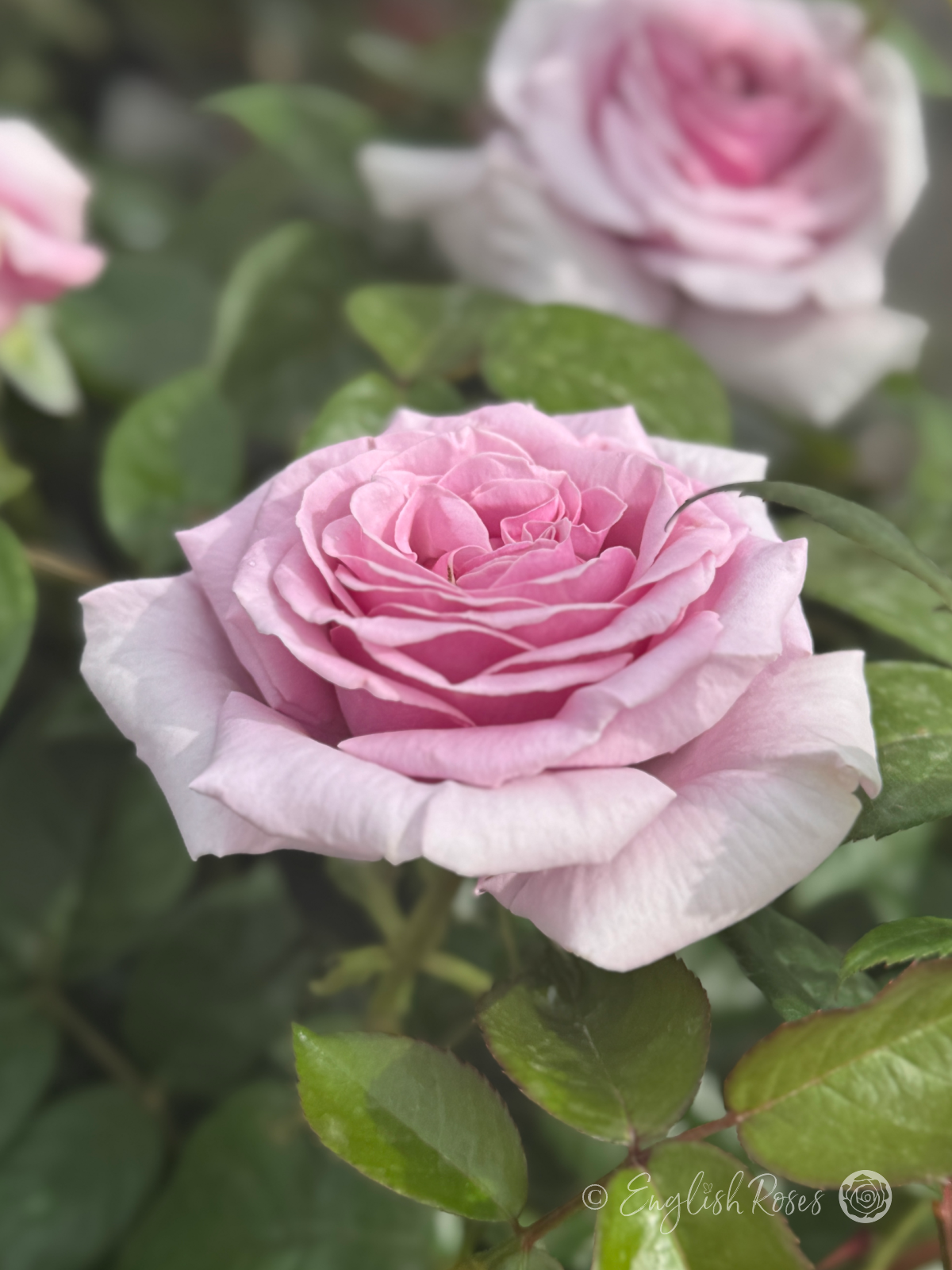 My Lovely Dad Rose HND Side View of the rose bloom