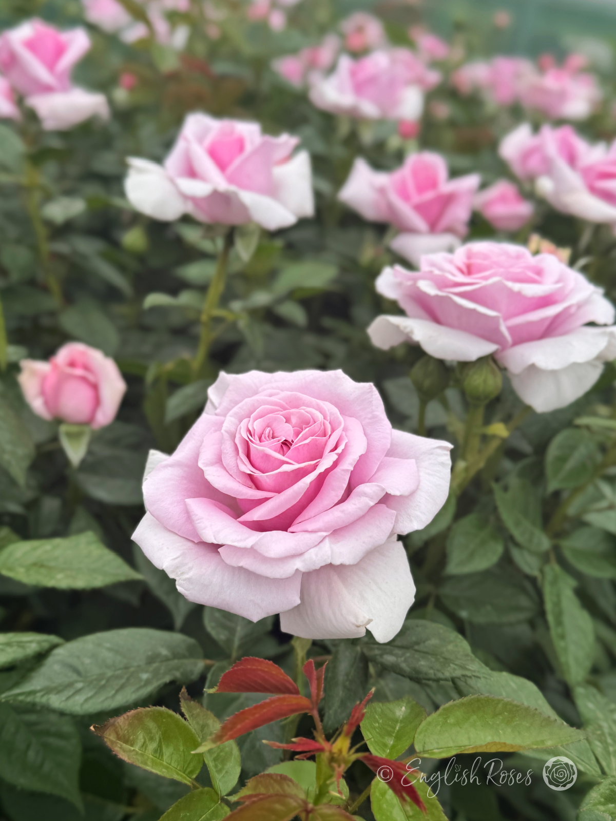 My Lovely Dad Rose HND Field of large hybrid tea blooms