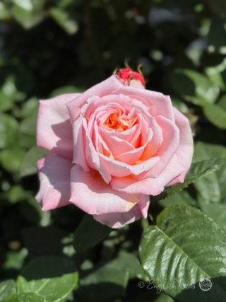 Never Ending Story Rose