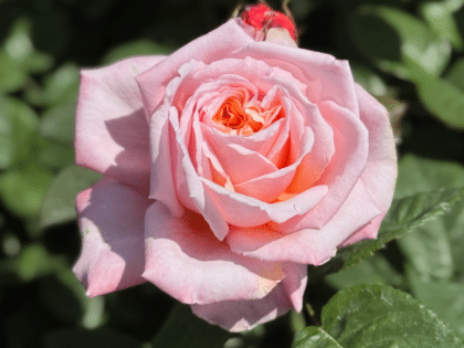 Never Ending Story Rose Image