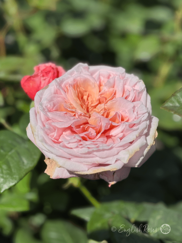 Never Ending Story Rose English Roses Hybrid Tea - Open pink apricot ruffled full cup bloom
