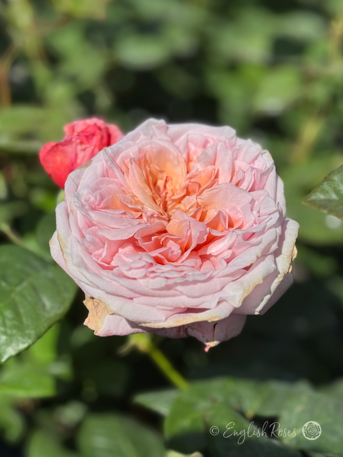 Never Ending Story Rose English Roses Hybrid Tea - Open pink apricot ruffled full cup bloom