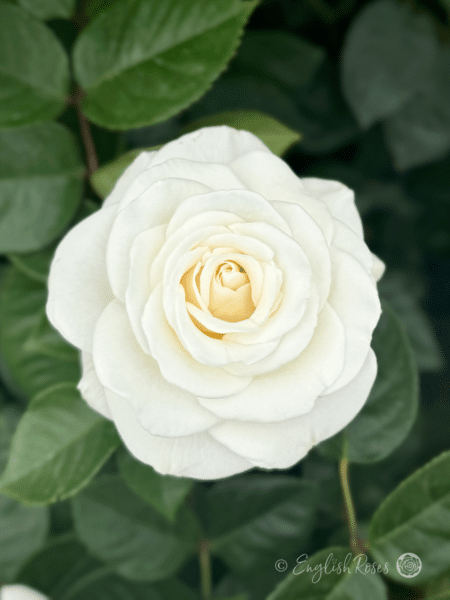 Precious Diamond Rose Close Up Bloom - White floribunda with lots of petals