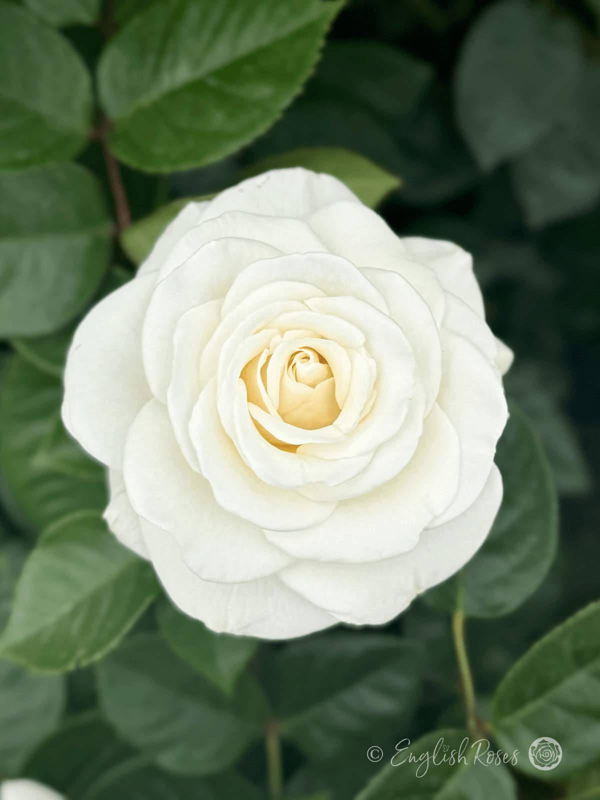 Precious Diamond Rose Close Up Bloom - White floribunda with lots of petals