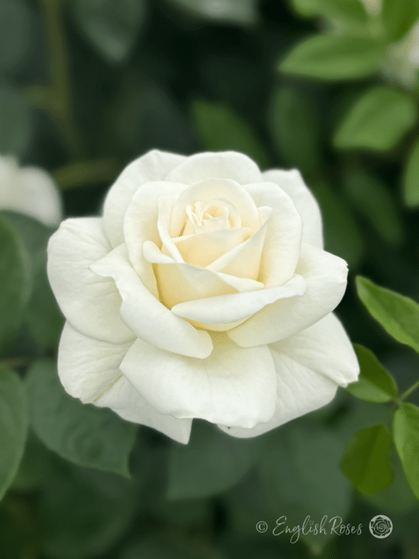 Precious Diamond Rose Close Up White Flower - White Floribunda rose with green foliage